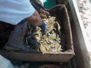 Sorting Crabs