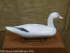 snow goose.jpg (20830 bytes)